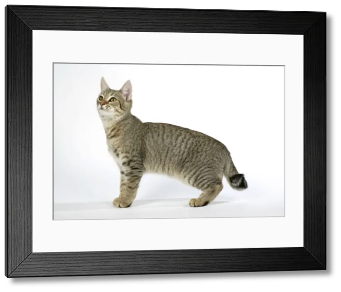 Framed Print : Cat - Pixie-Bob looking up Framed Print : Cat - Pixie-Bob looking up
