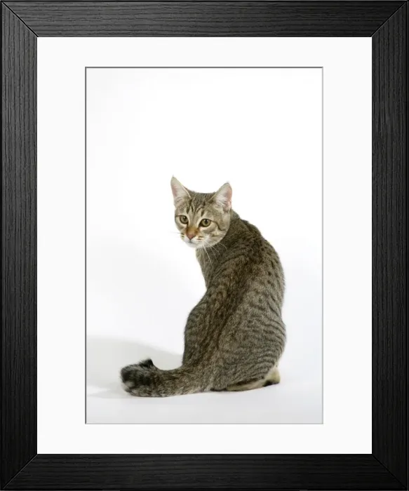 Framed Print : Cat - Pixie-Bob sitting looking around Framed Print : Cat - Pixie-Bob sitting looking around