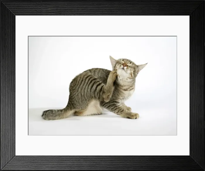 Framed Print : Cat - Pixie-Bob scratching Framed Print : Cat - Pixie-Bob scratching