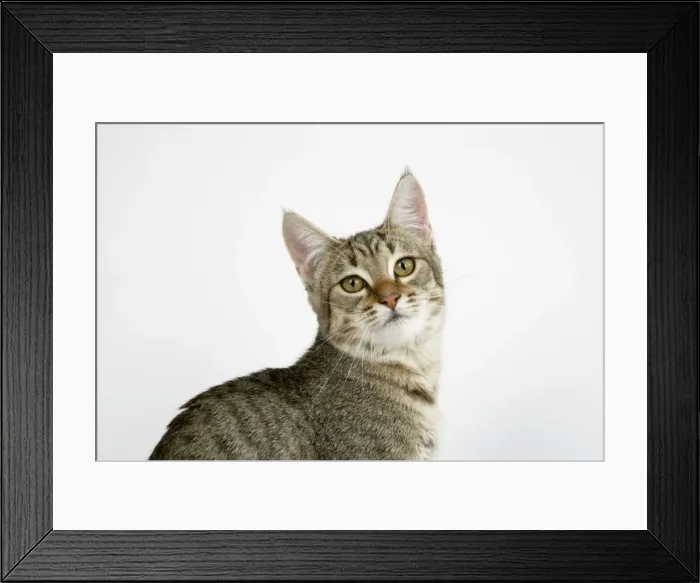 Framed Print : Cat - Pixie-Bob
