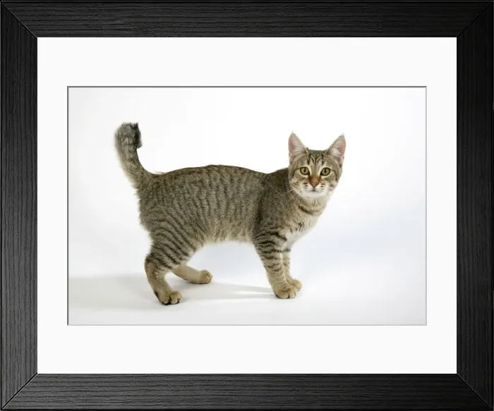 Framed Print : Cat - Pixie-Bob standing Framed Print : Cat - Pixie-Bob standing