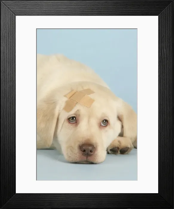 Framed Print : Dog - Puppy with a plaster on head Framed Print : Dog - Puppy with a plaster on head