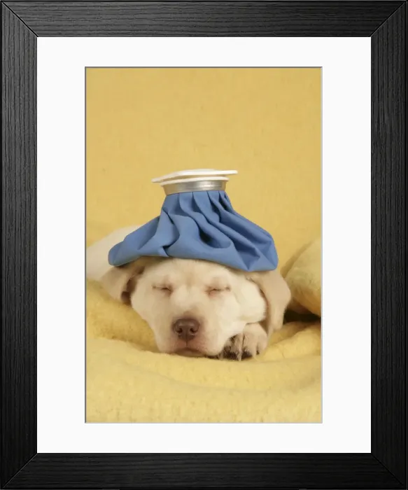 Framed Print : Dog - Puppy with ice bag on head Framed Print : Dog - Puppy with ice bag on head