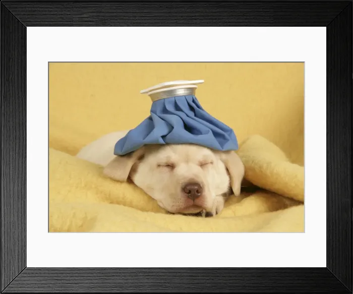 Framed Print : Dog - Puppy with ice bag on head Framed Print : Dog - Puppy with ice bag on head