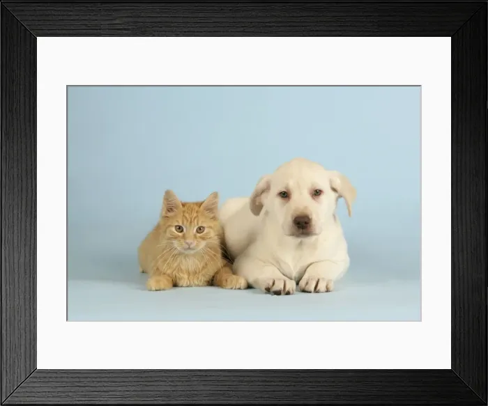 Framed Print : Dog and Cat - Puppy & Kitten lying down together Framed Print : Dog and Cat - Puppy & Kitten lying down together