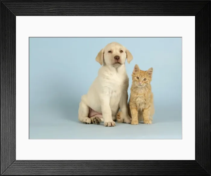 Framed Print : Dog and Cat - Puppy & Kitten sitting down together Framed Print : Dog and Cat - Puppy & Kitten sitting down together