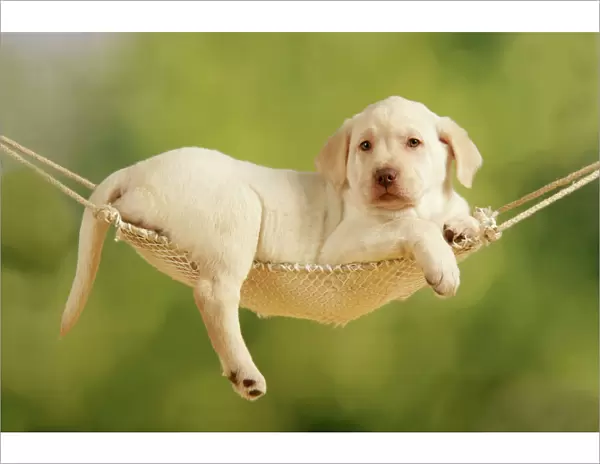Dog - Puppy laying in hammock