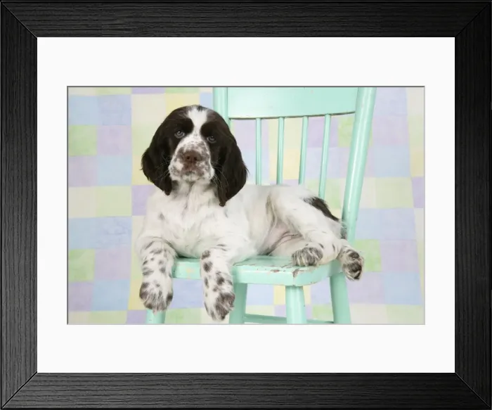 Framed Print : Springer Spaniel - puppy (approx 10 weeks old) sitting on chair Framed Print : Springer Spaniel - puppy (approx 10 weeks old) sitting on chair