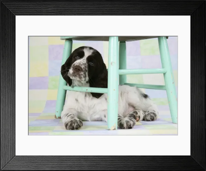 Framed Print : Springer Spaniel - puppy (approx 10 weeks old) underneath a chair Framed Print : Springer Spaniel - puppy (approx 10 weeks old) underneath a chair
