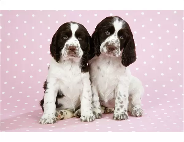 Springer Spaniels - puppies (approx 10 weeks old) sitting