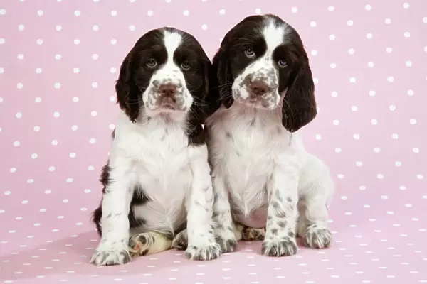 Springer Spaniels - puppies (approx 10 weeks old) sitting