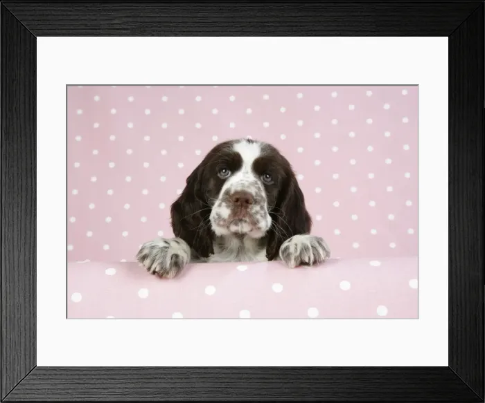Framed Print : Springer Spaniel - puppy (approx 10 weeks old) with paws over ledge Framed Print : Springer Spaniel - puppy (approx 10 weeks old) with paws over ledge