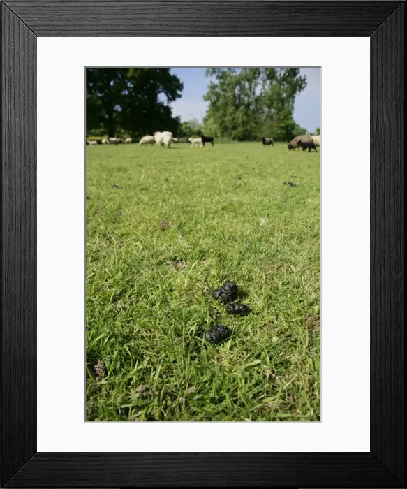 Framed Print : Sheep - Droppings Framed Print : Sheep - Droppings