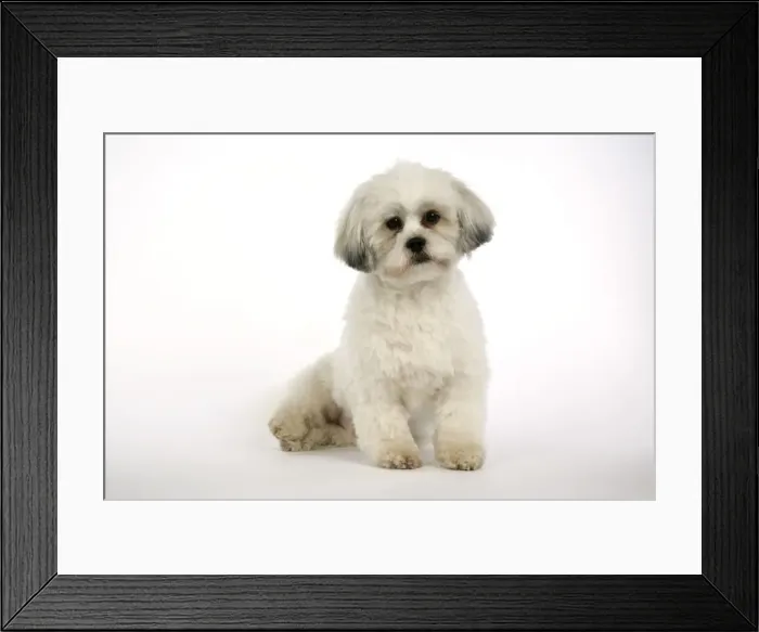 Framed Print : DOG - Lhasa Apso, in puppy cut, sitting down Framed Print : DOG - Lhasa Apso, in puppy cut, sitting down