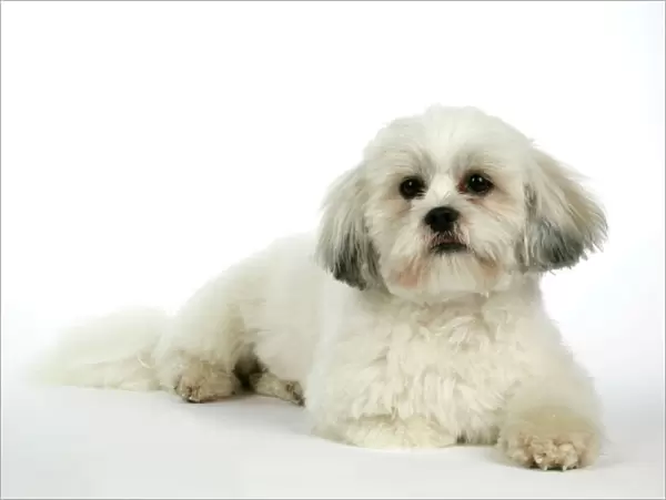 DOG - Lhasa Apso, in puppy cut, laying down