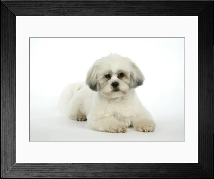 Framed Print : DOG - Lhasa Apso, in puppy cut, laying down Framed Print : DOG - Lhasa Apso, in puppy cut, laying down