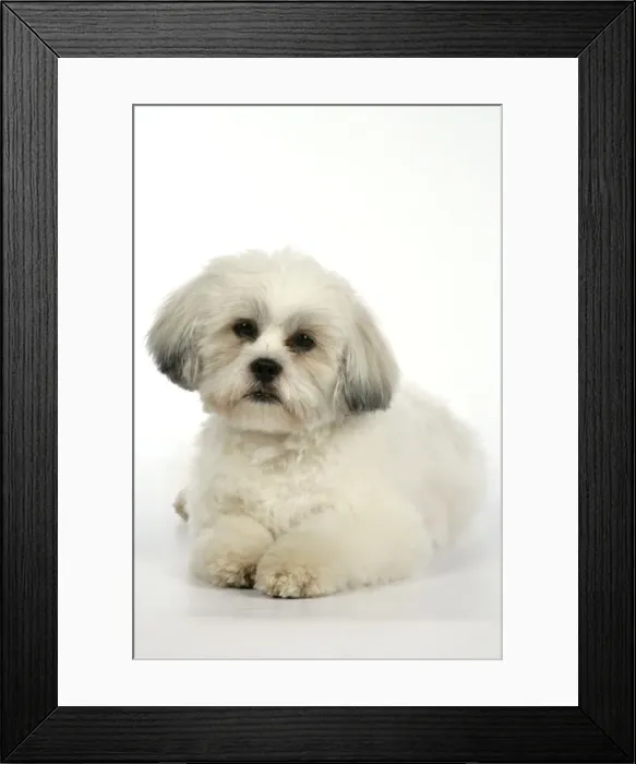 Framed Print : DOG - Lhasa Apso, in puppy cut, laying down