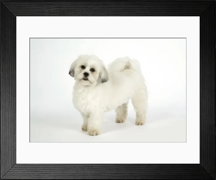Framed Print : DOG - Lhasa Apso, in puppy cut, standing Framed Print : DOG - Lhasa Apso, in puppy cut, standing