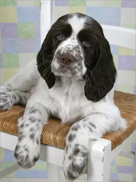 Dog - Springer Spaniel (approx 10 weeks old) sitting on chair