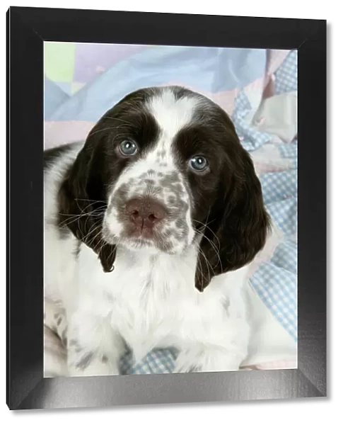Dog - Springer Spaniel (approx 10 weeks old) laying on rug