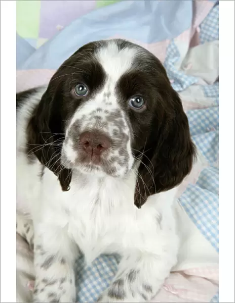 Dog - Springer Spaniel (approx 10 weeks old) laying on rug