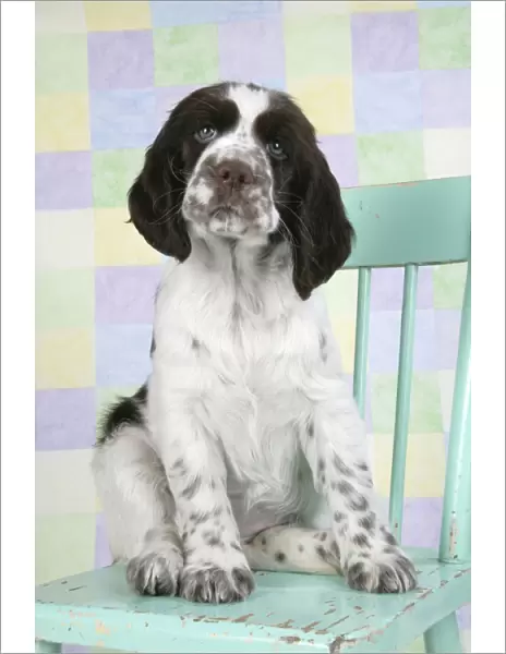 Dog - Springer Spaniel (approx 10 weeks old) sitting on chair
