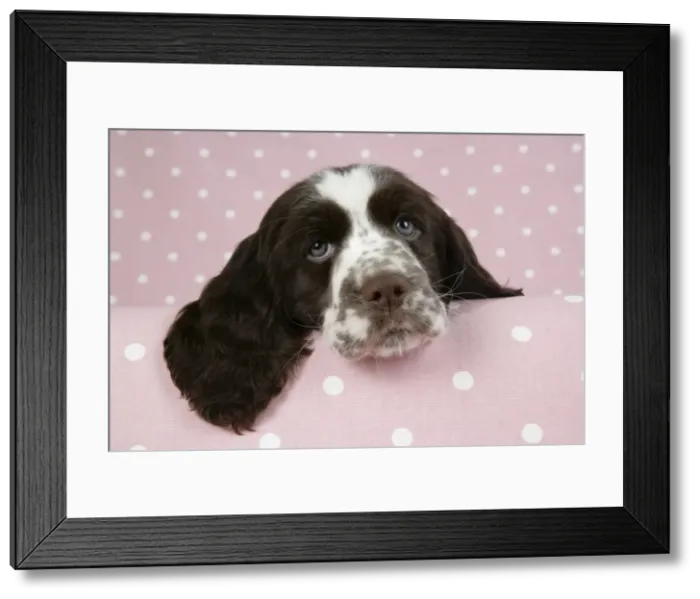 Framed Print : Dog - Springer Spaniel (approx 10 weeks old) with head resting on ledge Framed Print : Dog - Springer Spaniel (approx 10 weeks old) with head resting on ledge
