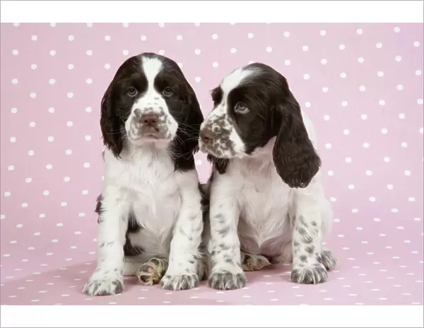 Dog - Springer Spaniels (approx 10 weeks old) sitting down