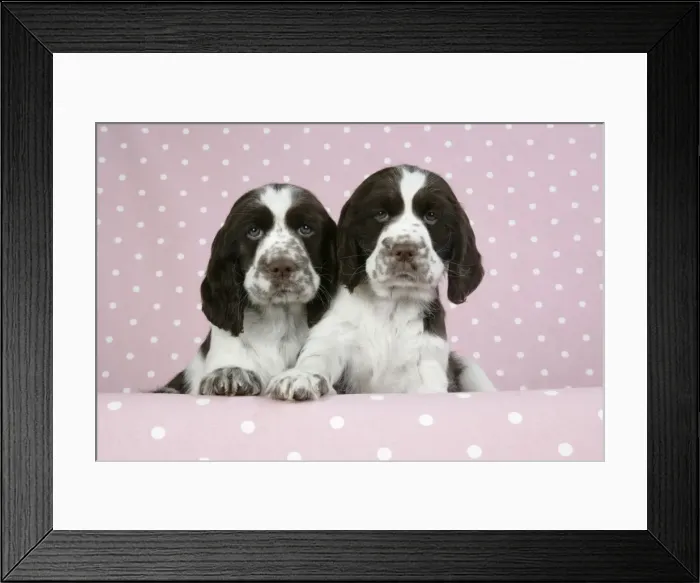 Framed Print : Dog - Springer Spaniels (approx 10 weeks old) with paws over ledge Framed Print : Dog - Springer Spaniels (approx 10 weeks old) with paws over ledge