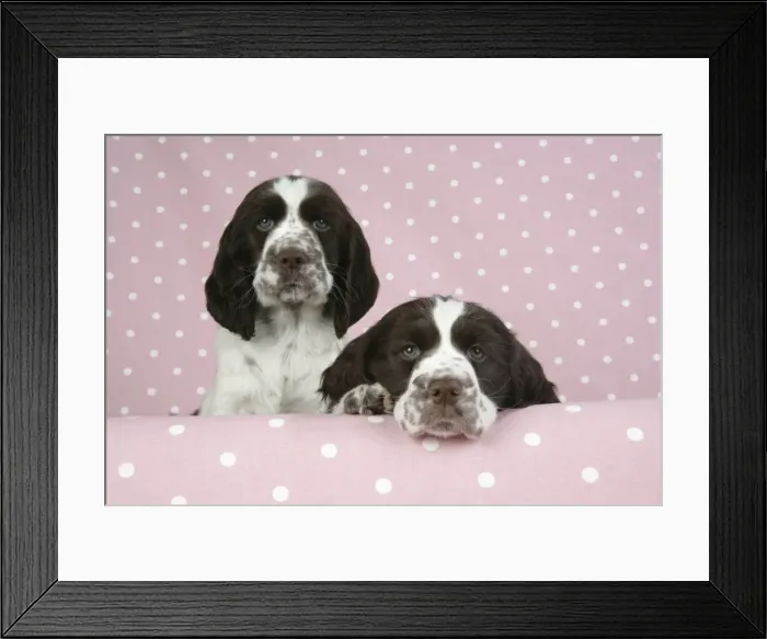 Framed Print : Dog - Springer Spaniels (approx 10 weeks old), one with head resting on ledge Framed Print : Dog - Springer Spaniels (approx 10 weeks old), one with head resting on ledge