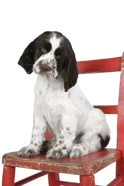 Springer Spaniel (approx 10 weeks old) sitting on chair