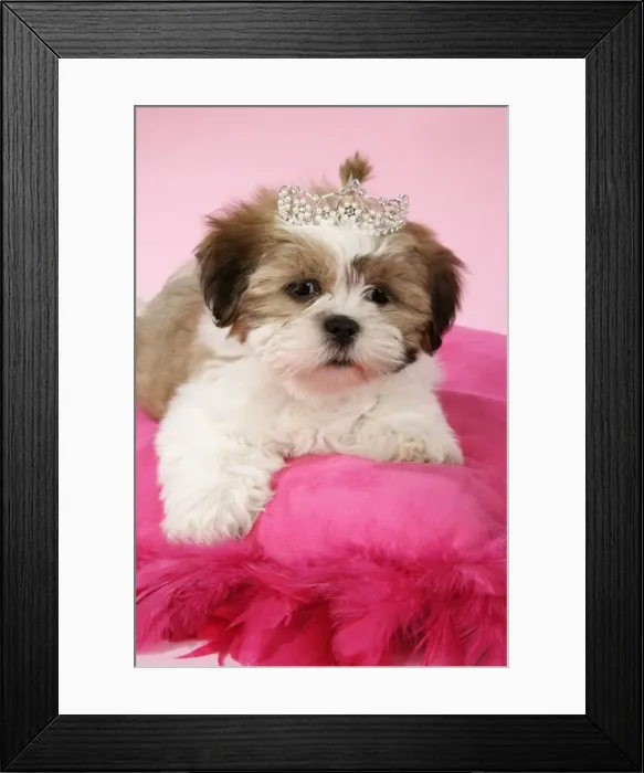 Framed Print : DOG - Shih Tzu - 10 week old puppy with tiara on a pink cushion Framed Print : DOG - Shih Tzu - 10 week old puppy with tiara on a pink cushion