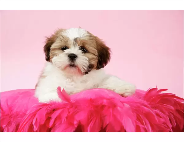 DOG - Shih Tzu - 10 week old puppy on a pink cushion