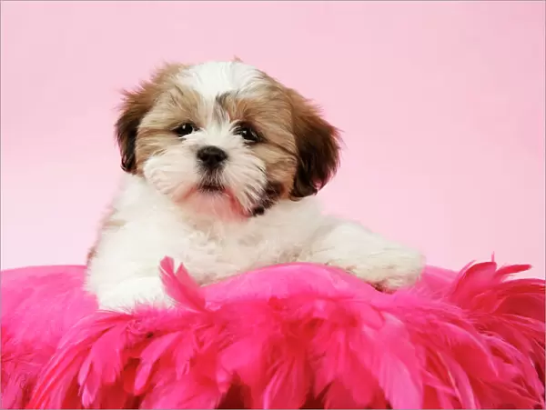 DOG - Shih Tzu - 10 week old puppy on a pink cushion