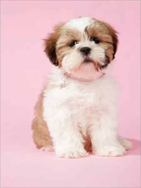 DOG - Shih Tzu - 10 week old puppy with collar