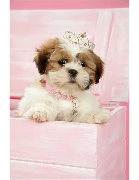 DOG, Shih Tzu - 10 week old puppy with tiara in a wooden chest