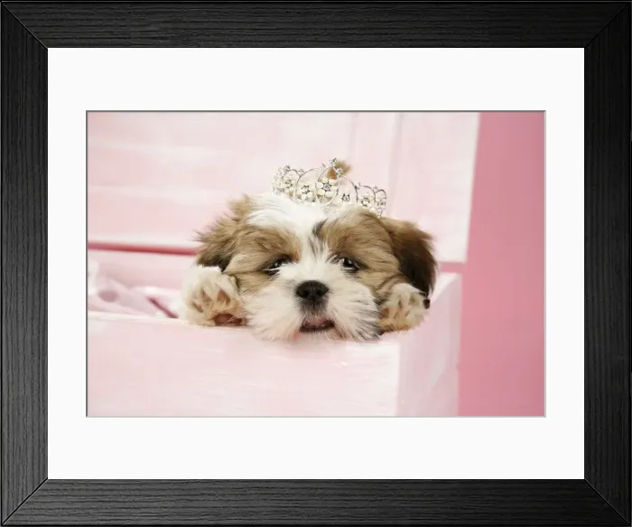Framed Print : DOG- Shih Tzu - 10 wk old puppy with a tiara in a wooden chest Framed Print : DOG- Shih Tzu - 10 wk old puppy with a tiara in a wooden chest