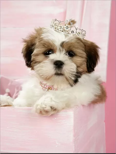 DOG - Shih Tzu - 10 wk old puppy with a tiara in a wooden chest