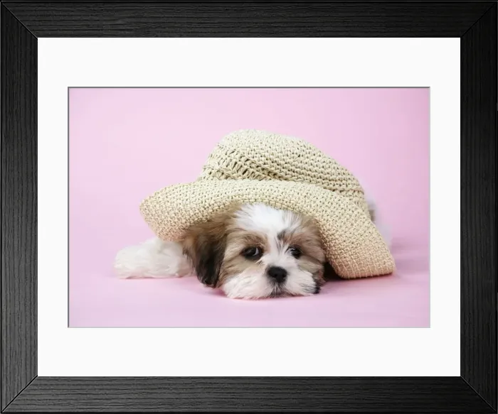 Framed Print : Dog - Shih Tzu - 10 week old puppy under a hat Framed Print : Dog - Shih Tzu - 10 week old puppy under a hat