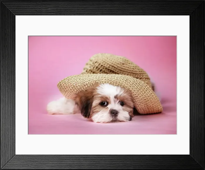 Framed Print : Dog - Shih Tzu - 10 week old puppy under a hat