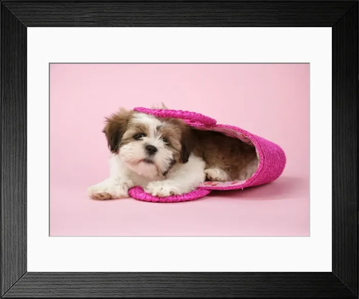 Framed Print : Dog - Shih Tzu - 10 week old puppy in a pink bag Framed Print : Dog - Shih Tzu - 10 week old puppy in a pink bag