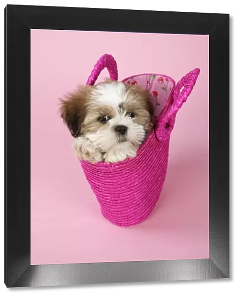 Dog - Shih Tzu - 10 week old puppy in a pink bag