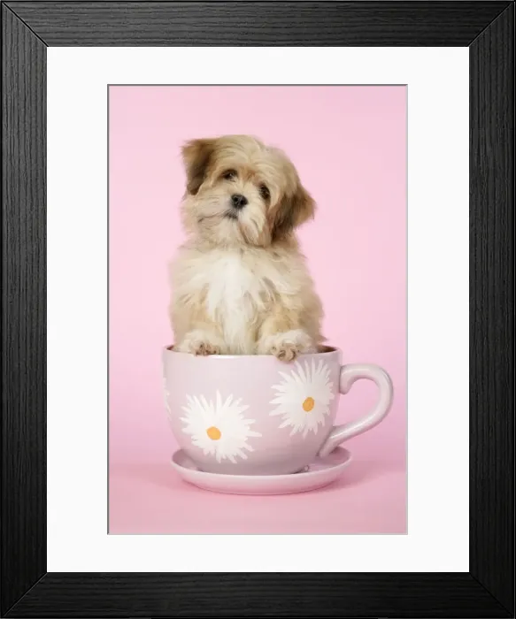 Framed Print : DOG - Lhasa Apso - 12 week old puppy in a big teacup Framed Print : DOG - Lhasa Apso - 12 week old puppy in a big teacup