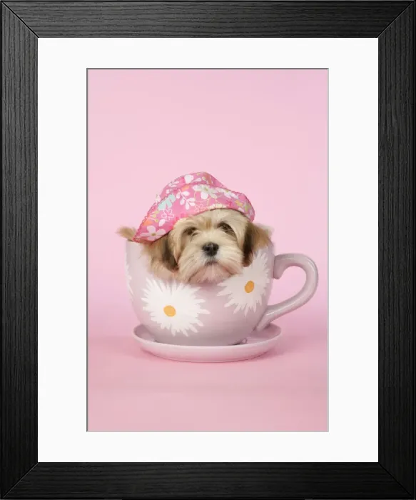 Framed Print : DOG - Lhasa Apso - 12 week old puppy in a big teacup wearing a pink hat Framed Print : DOG - Lhasa Apso - 12 week old puppy in a big teacup wearing a pink hat