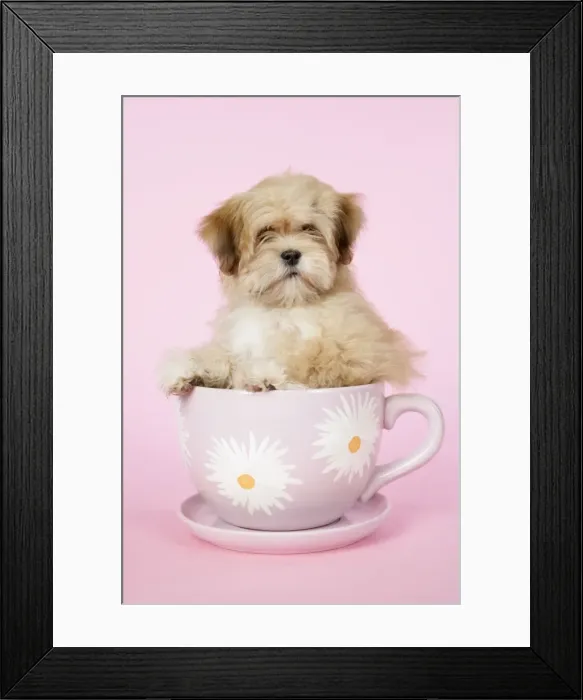 Framed Print : DOG - Lhasa Apso - 12 week old puppy in a big teacup Framed Print : DOG - Lhasa Apso - 12 week old puppy in a big teacup