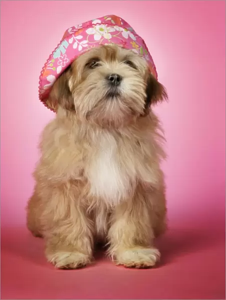 DOG - Lhasa Apso - 12 week old puppy with a pink hat