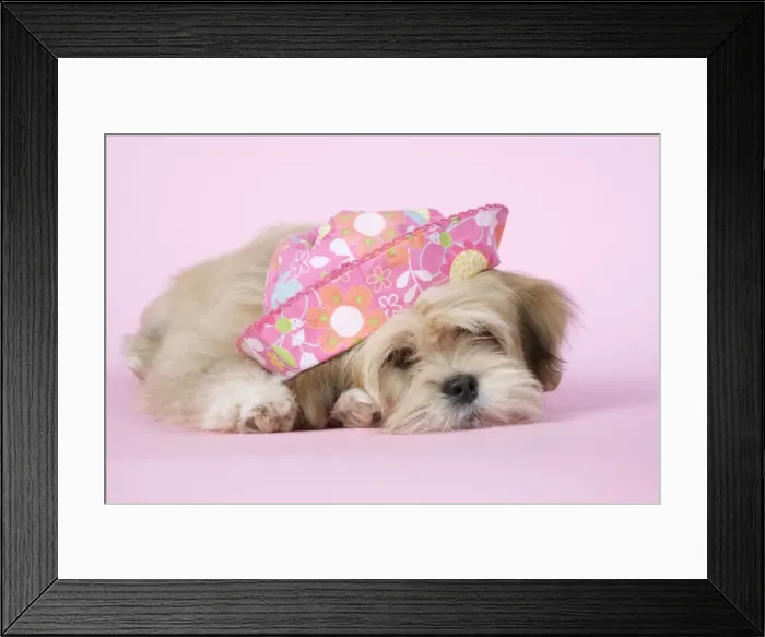 Framed Print : DOG - Lhasa Apso - 12 week old puppy with a pink hat Framed Print : DOG - Lhasa Apso - 12 week old puppy with a pink hat