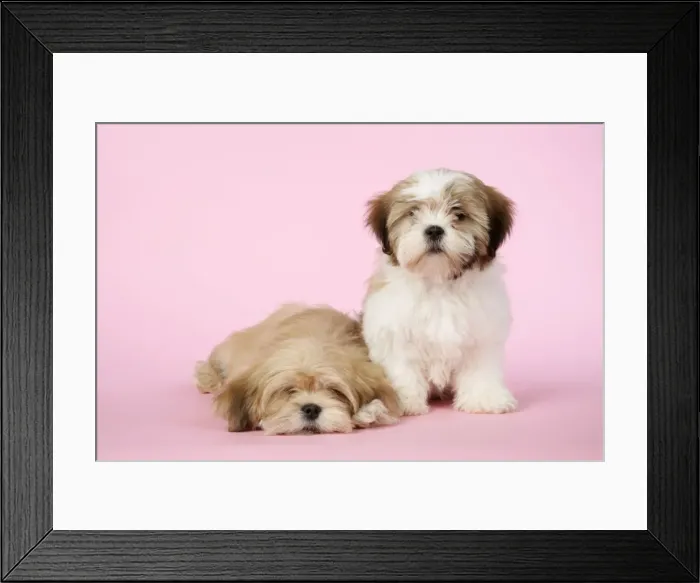 Framed Print : DOG - Lhasa Apso & Shih Tzu (on right) puppies Framed Print : DOG - Lhasa Apso & Shih Tzu (on right) puppies