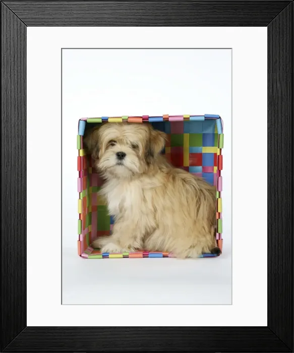 Framed Print : DOG - Lhasa Apso - 12 week old puppy in box Framed Print : DOG - Lhasa Apso - 12 week old puppy in box