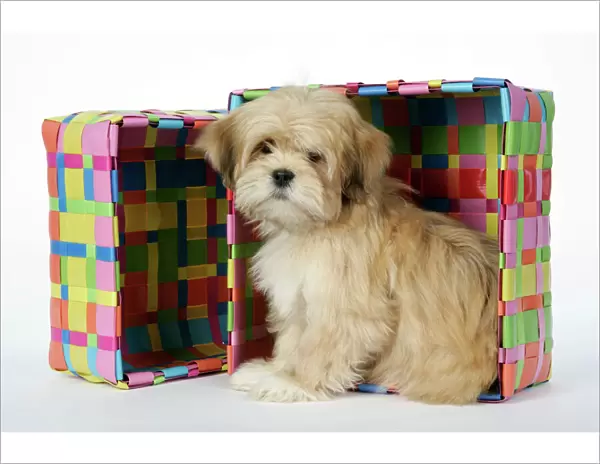 DOG - Lhasa Apso - 12 week old puppy in box